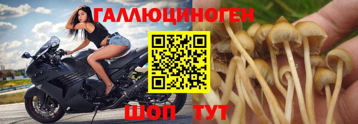 Люберцы  Галлюциногенные грибы Psilocybe  Вход с VPN 